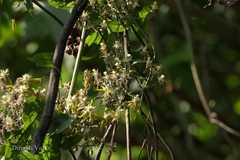 Clematis hedysarifolia